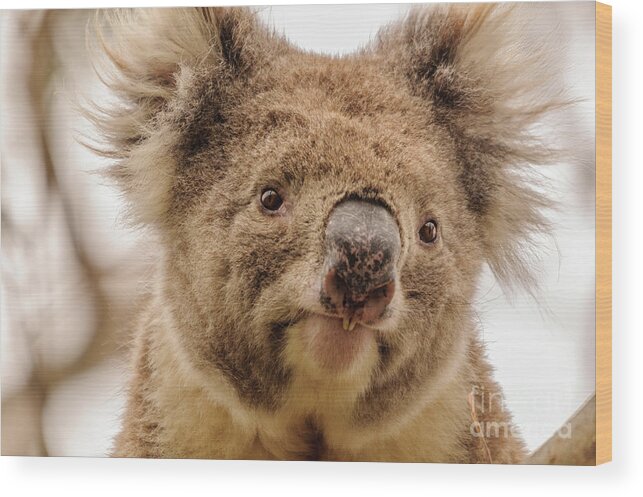 Koala Wood Print featuring the photograph Koala 4 by Werner Padarin