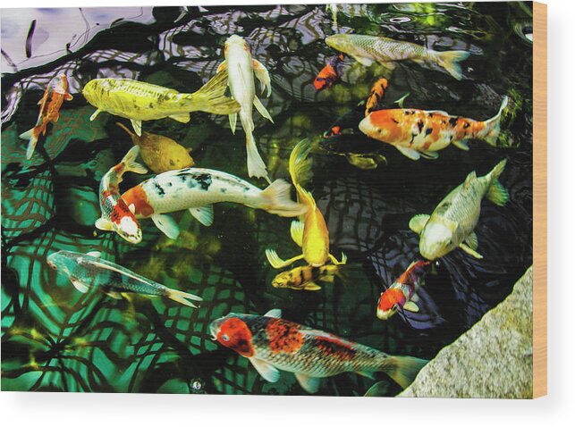 Koi Wood Print featuring the photograph Koi 2018 1 by Phyllis Spoor