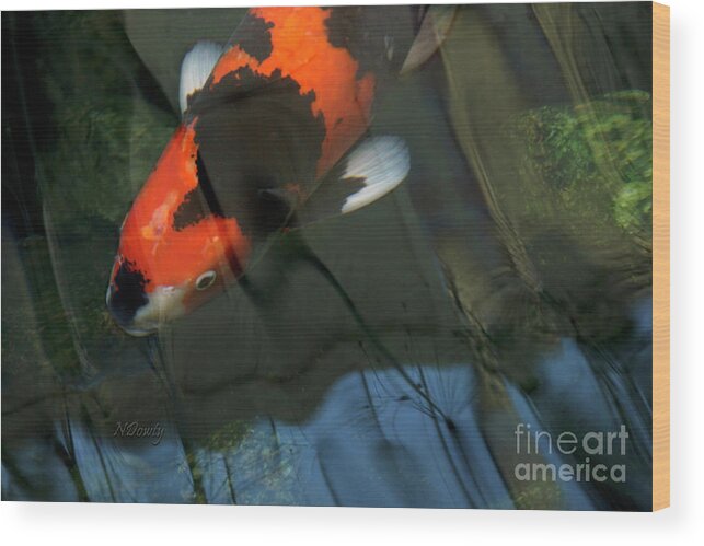 Koi Reflection Wood Print featuring the photograph Koi Reflection by Natalie Dowty