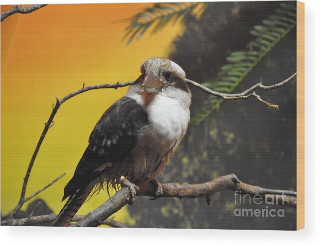 Kookaburra Wood Print featuring the photograph Kookaburra by John Black