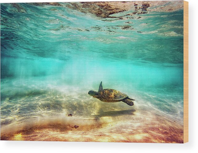 Turtle Wood Print featuring the photograph Kua Bay Honu by Christopher Johnson