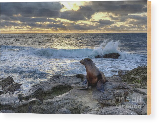 La Jolla Wood Print featuring the photograph La Jolla Sea Lion by Eddie Yerkish