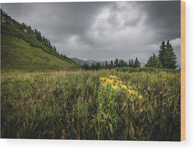 Durango Wood Print featuring the photograph La Plata Wildflowers by Margaret Pitcher