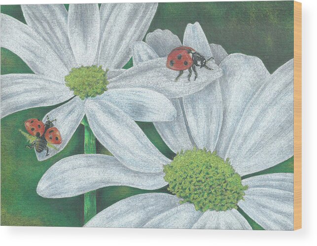 Lady Bugs Wood Print featuring the drawing Lady Bugs by Troy Levesque
