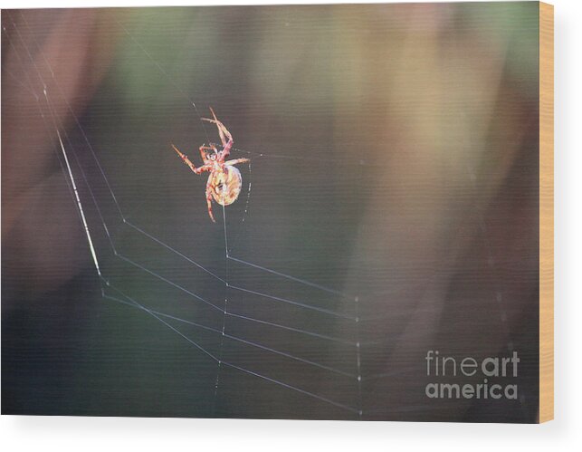 Spider Wood Print featuring the photograph Lady in the Marsh by Carol Groenen