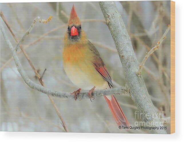 Cardinal Wood Print featuring the photograph Lady In Waiting by Tami Quigley