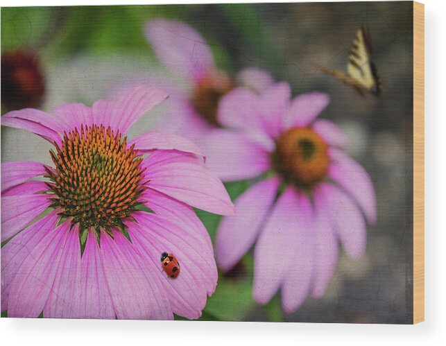 Flower Wood Print featuring the photograph Lady Of The Cone Flowers by Cathy Kovarik