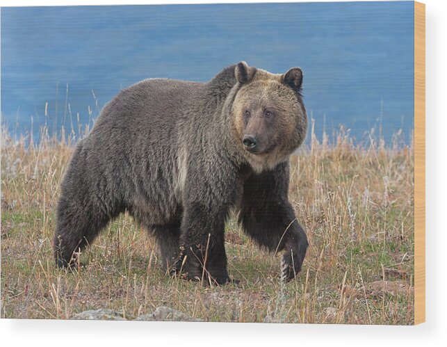 Mark Miller Photos Wood Print featuring the photograph Lakeside Grizzly by Mark Miller