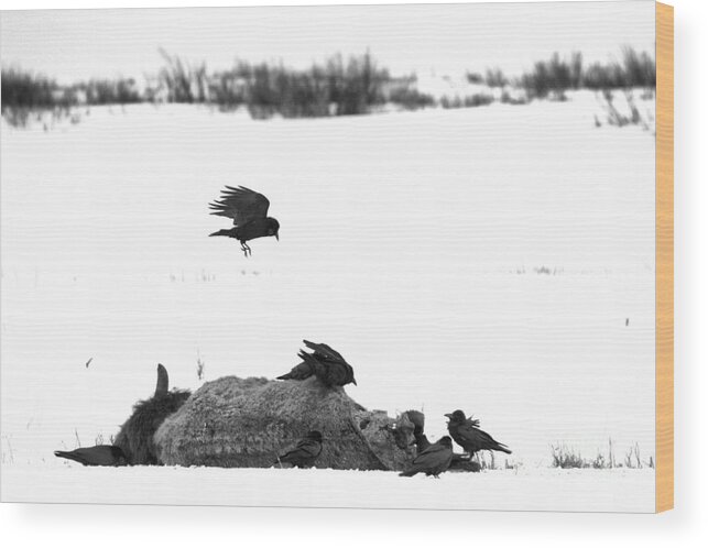 Ravens Wood Print featuring the photograph Lamar Valley Scavengers Black And White by Adam Jewell