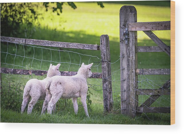 Temple Wood Print featuring the photograph Lambs at the Gate by Framing Places
