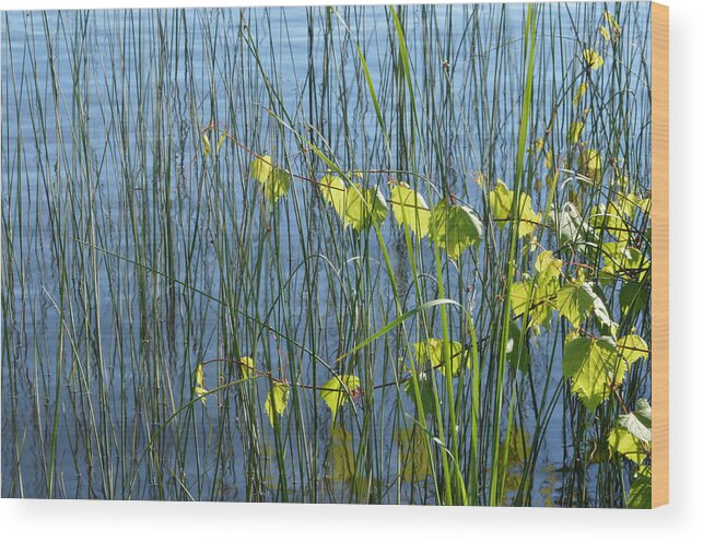 Abstract Wood Print featuring the photograph Land and Water Plants by Lyle Crump
