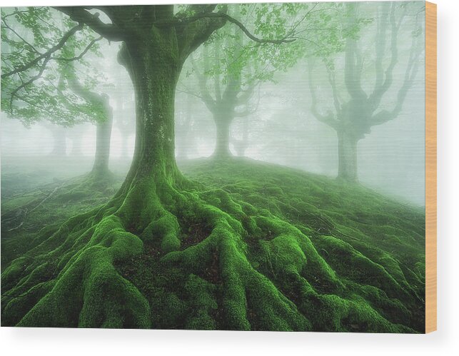 Roots Wood Print featuring the photograph Land of roots by Mikel Martinez de Osaba