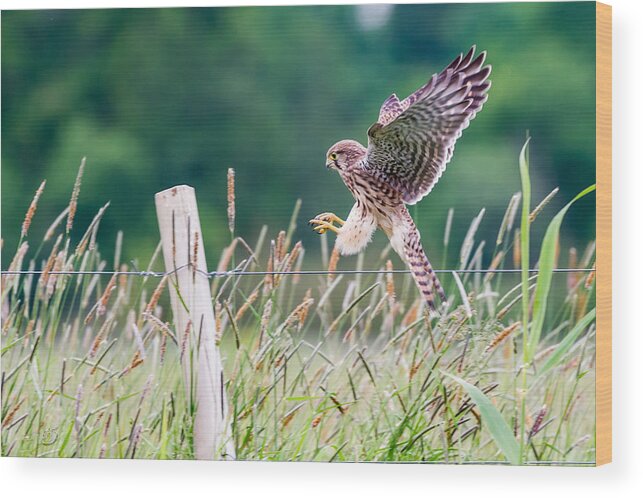 Kestrel's Landing Wood Print featuring the photograph Landing by Torbjorn Swenelius