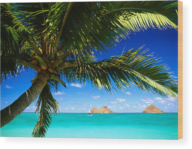 Afternoon Wood Print featuring the photograph Lanikai, Palm Tree by Dana Edmunds - Printscapes