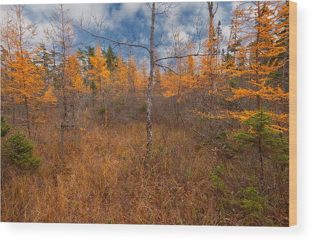 Blue Mountain-birch Cove Lakes Wilderness Wood Print featuring the photograph Larch Meadow Gold by Irwin Barrett