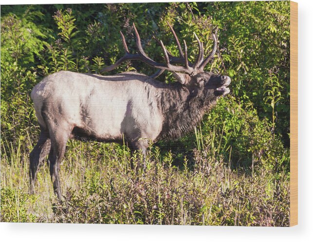 Bull Wood Print featuring the photograph Large Bull Elk Bugling by D K Wall