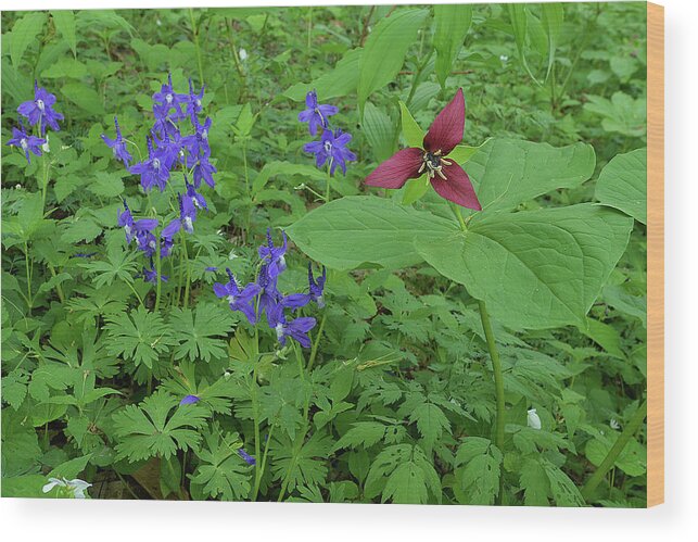 Plant Wood Print featuring the photograph Larkspur and Red Trillium by Alan Lenk