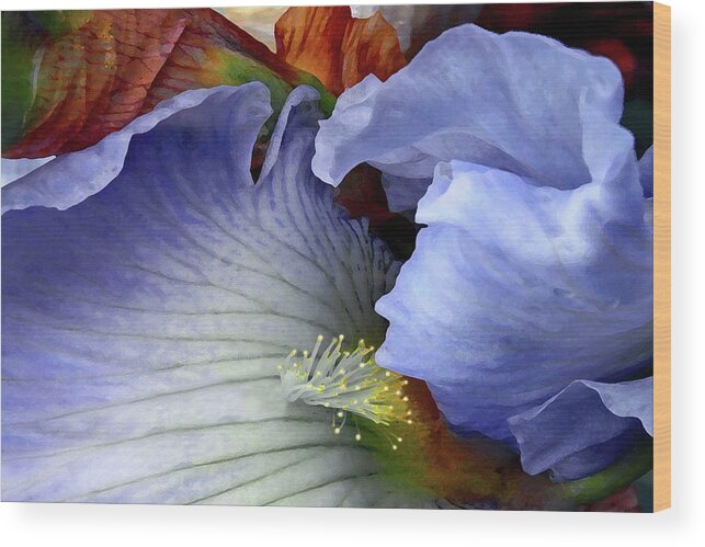 Iris Wood Print featuring the photograph Last Iris by Karen Lynch