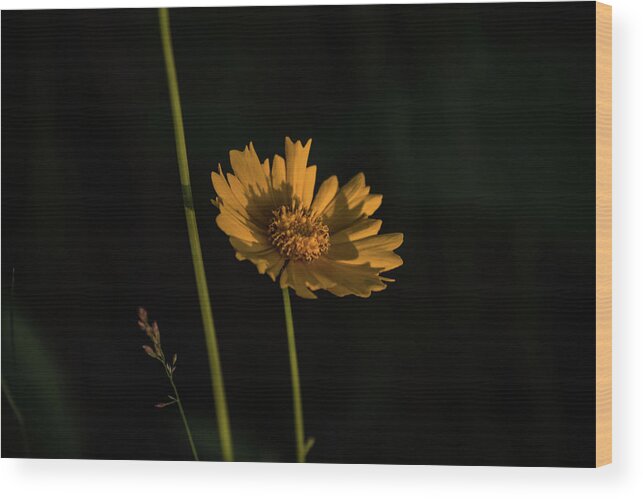 Coreopsis Wood Print featuring the photograph Last Light by Tim Beebe