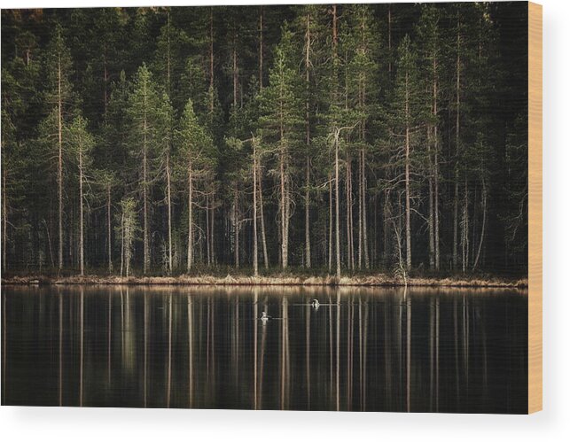 Finland Wood Print featuring the photograph Late loons by Jouko Lehto