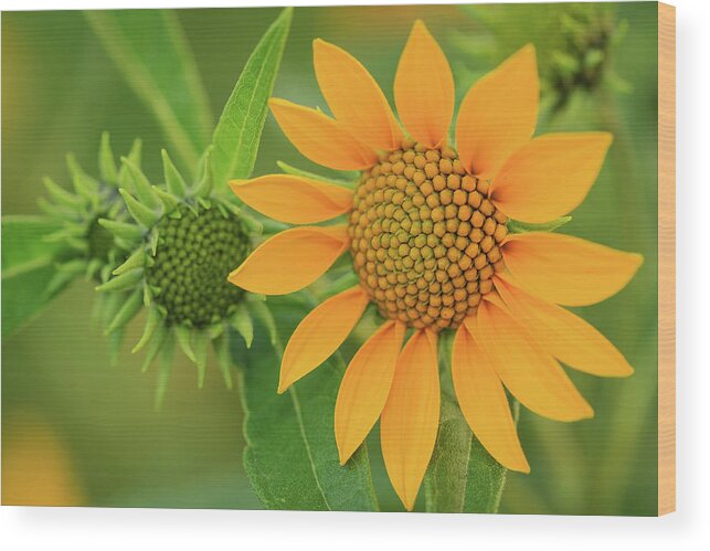 Beautiful Wood Print featuring the photograph Late Summer Wildflower in Color by Joni Eskridge