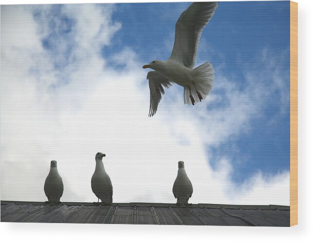 Seagull Wood Print featuring the photograph Later Guys I'm Out by Kreddible Trout