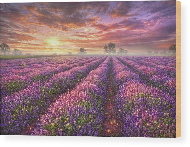 Lavender Wood Print featuring the painting Lavender Field by Phil Jaeger