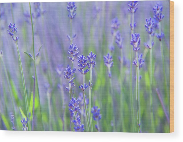 Jenny Rainbow Fine Art Photography Wood Print featuring the photograph Lavender Fields by Jenny Rainbow