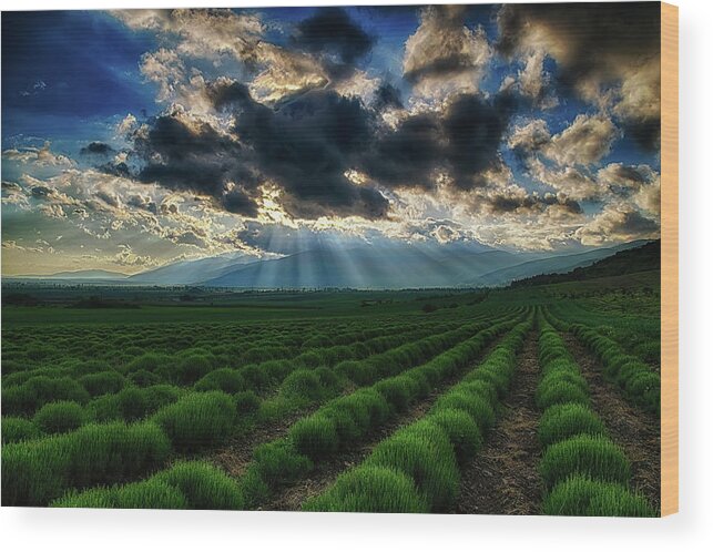 Field Wood Print featuring the photograph Lavender fields by Plamen Petkov