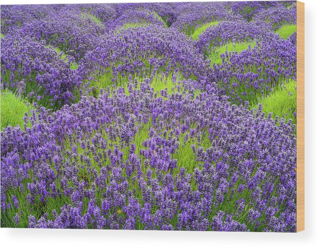 Flowers Wood Print featuring the digital art Lavender in blooming by Michael Lee