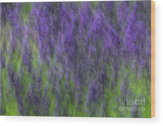 Lavender In The Wind Wood Print featuring the photograph Lavender in the Wind by Rachel Cohen