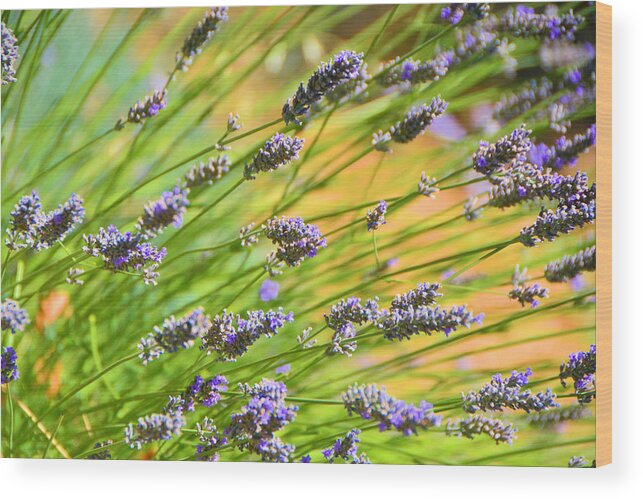 Lavender Wood Print featuring the photograph Lavender by Josephine Buschman