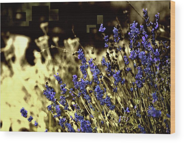 Purple Wood Print featuring the photograph Lavender Yellow by April Burton