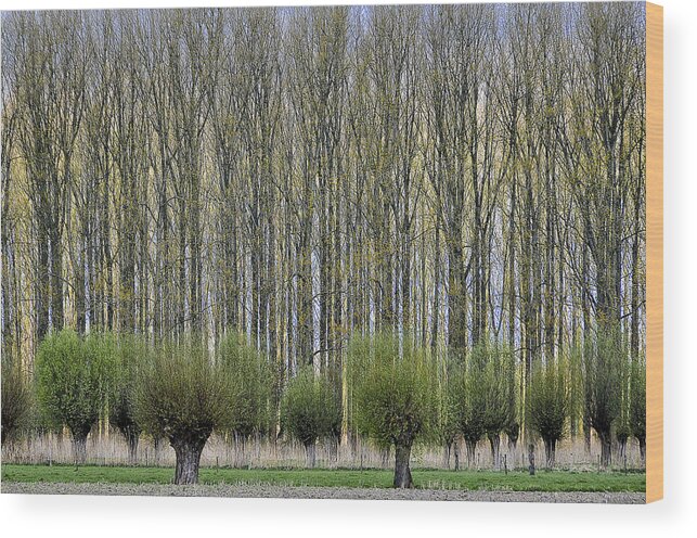 Spring Wood Print featuring the photograph Layers by Henk Van Maastricht