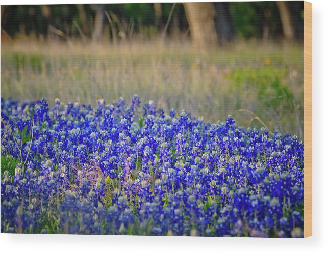 Bluebonnets Wood Print featuring the photograph Layers of Blue by Linda Unger