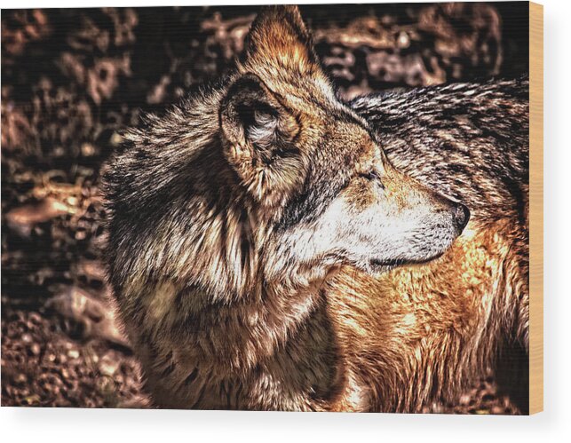 Wolf Wood Print featuring the photograph Leader of the Pack by Mike Stephens