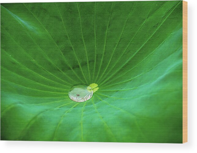 Bloom Wood Print featuring the photograph Leaf Cupping a Giant Water Drop by Dennis Dame