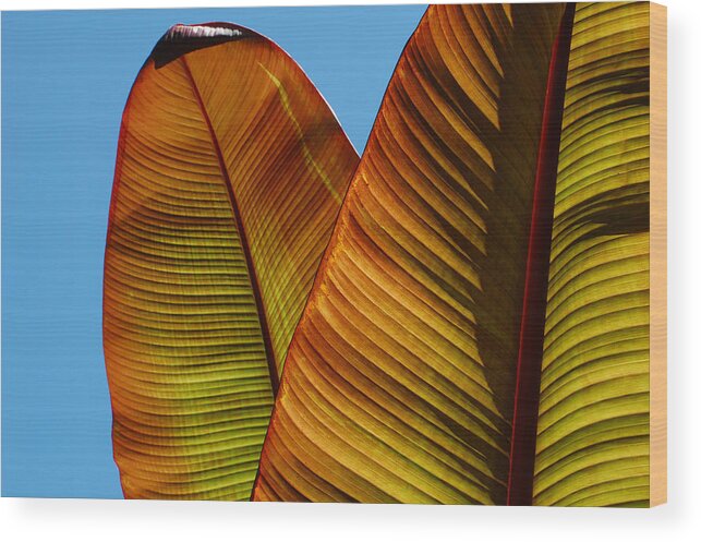 Leaves Wood Print featuring the photograph Leaf Light 1 by Jean Booth