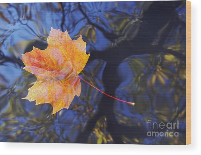 Leaf Wood Print featuring the photograph Leaf On The Water by Michal Boubin