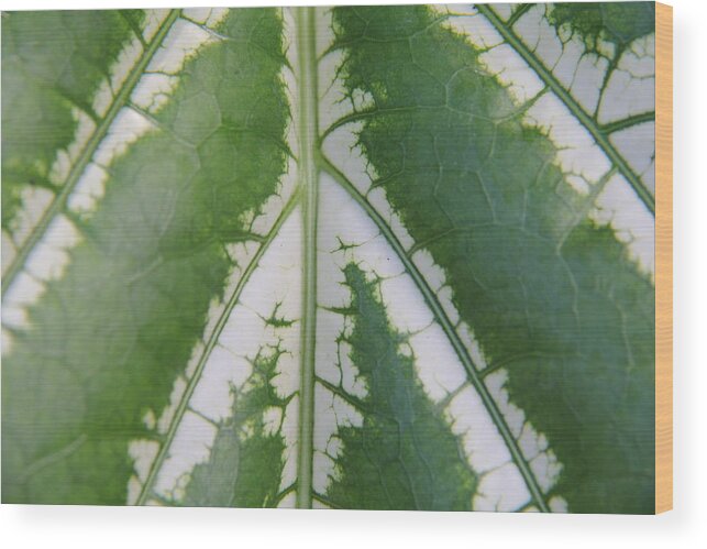 Tropical Leaf Wood Print featuring the photograph Leaf Variegated 2 by Jennifer Bright Burr