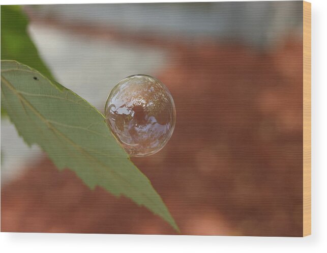  Green Wood Print featuring the photograph Leaf with Bubble by Alan Chandler