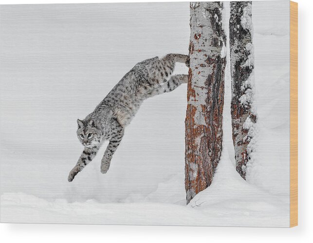 Leapin Bobcat Wood Print featuring the photograph Leapin Bobcat by Wes and Dotty Weber