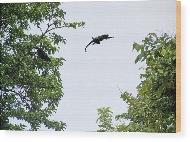 Monkey Wood Print featuring the photograph Leaping Monkey by Ted Keller