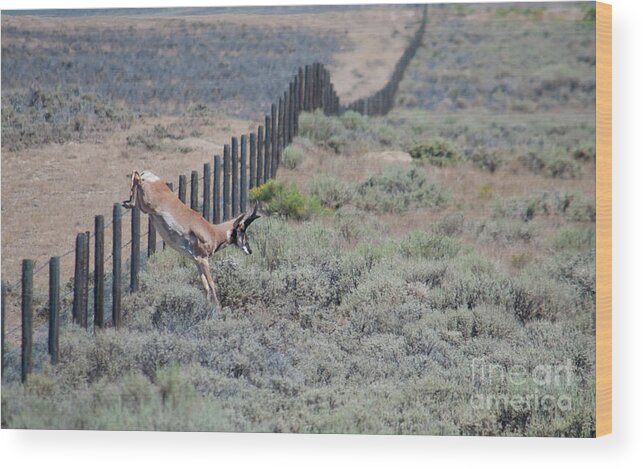 Antelope Wood Print featuring the photograph Leaping Pronghorn by Julia McHugh