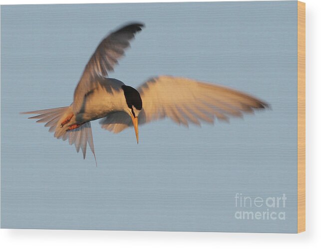 Least Tern Wood Print featuring the photograph Least Tern Fishing by Meg Rousher