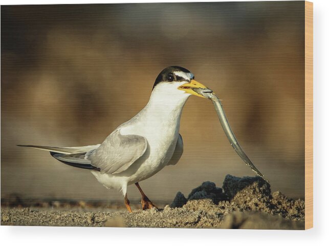 Tern Wood Print featuring the photograph Lest Tern has dinner by Steven Upton