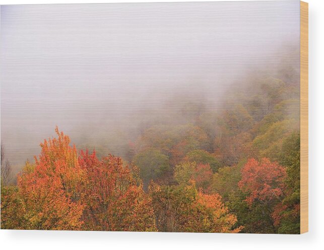 Leaf Color Wood Print featuring the photograph Leaves by Chuck Brown