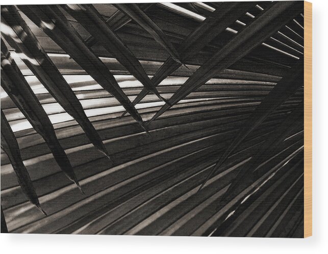 Palm Wood Print featuring the photograph Leaves of Palm black and white by Marilyn Hunt