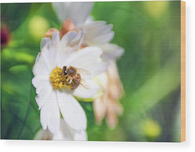 Apiary Bee Bees Buzzing Insect Closeup Close-up Flower Nature Natural Flowers Pollen Outside Outdoors Botanic Botanical Garden Gardening Ma Mass Massachusetts Newengland New England U.s.a. Usa Brian Hale Brianhalephoto Lensbaby Bokeh Lensbabee Soft Focus Softfocus Wood Print featuring the photograph LensbaBee 1 by Brian Hale