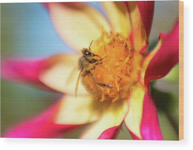 Apiary Bee Bees Buzzing Insect Closeup Close-up Flower Nature Natural Flowers Pollen Outside Outdoors Botanic Botanical Garden Gardening Ma Mass Massachusetts Newengland New England U.s.a. Usa Brian Hale Brianhalephoto Lensbaby Soft Focus Selective Wood Print featuring the photograph Lensbaby Bee by Brian Hale